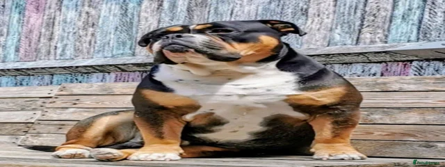 Hugo