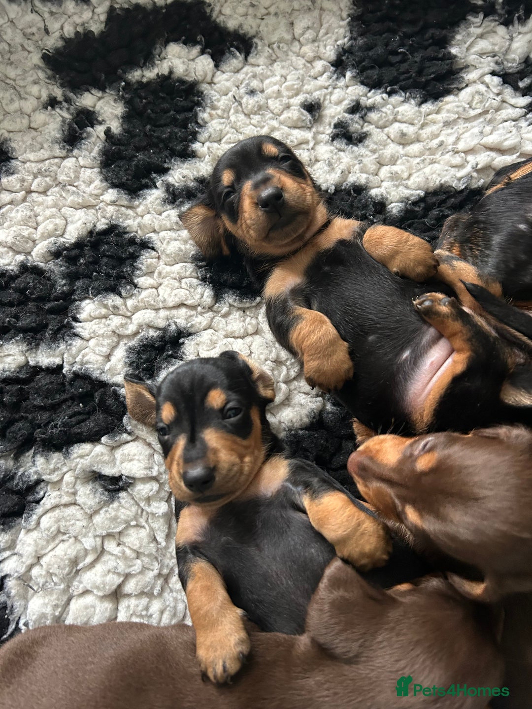 Miniature Dachshund dogs for sale: Miniature dachshund pups - Image 6