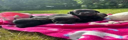 Labrador Retriever dogs for sale: KC Reg Puppies, FTCH Bred with versatility in mind - Advert 11