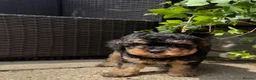 Cavapoochon dogs for sale: Cavapoochon pups health tested parents  - Advert 13