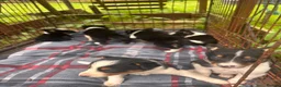Border Collie dogs for sale: Collie pups  - Advert 11