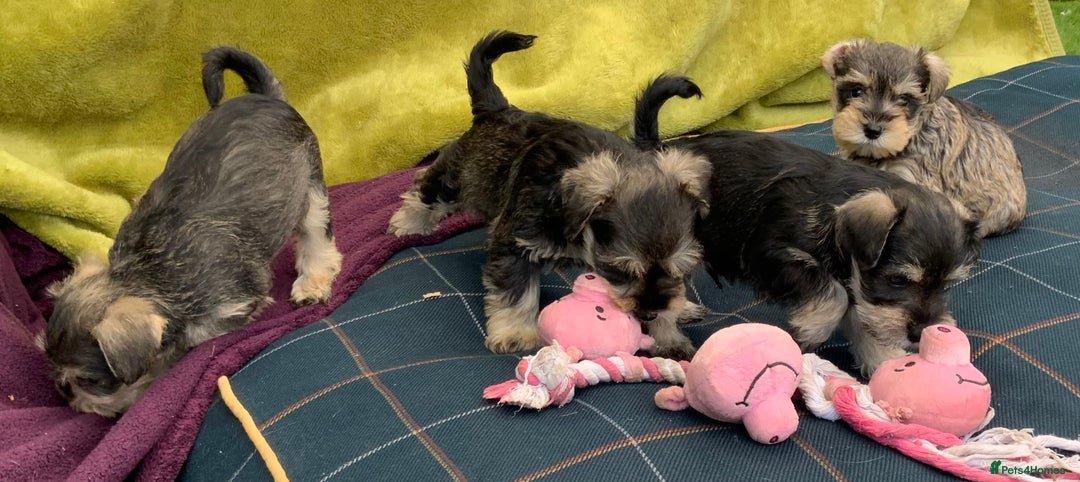 Miniature Schnauzer dogs for sale: Happy healthy miniature Schauzer puppies - Image 14