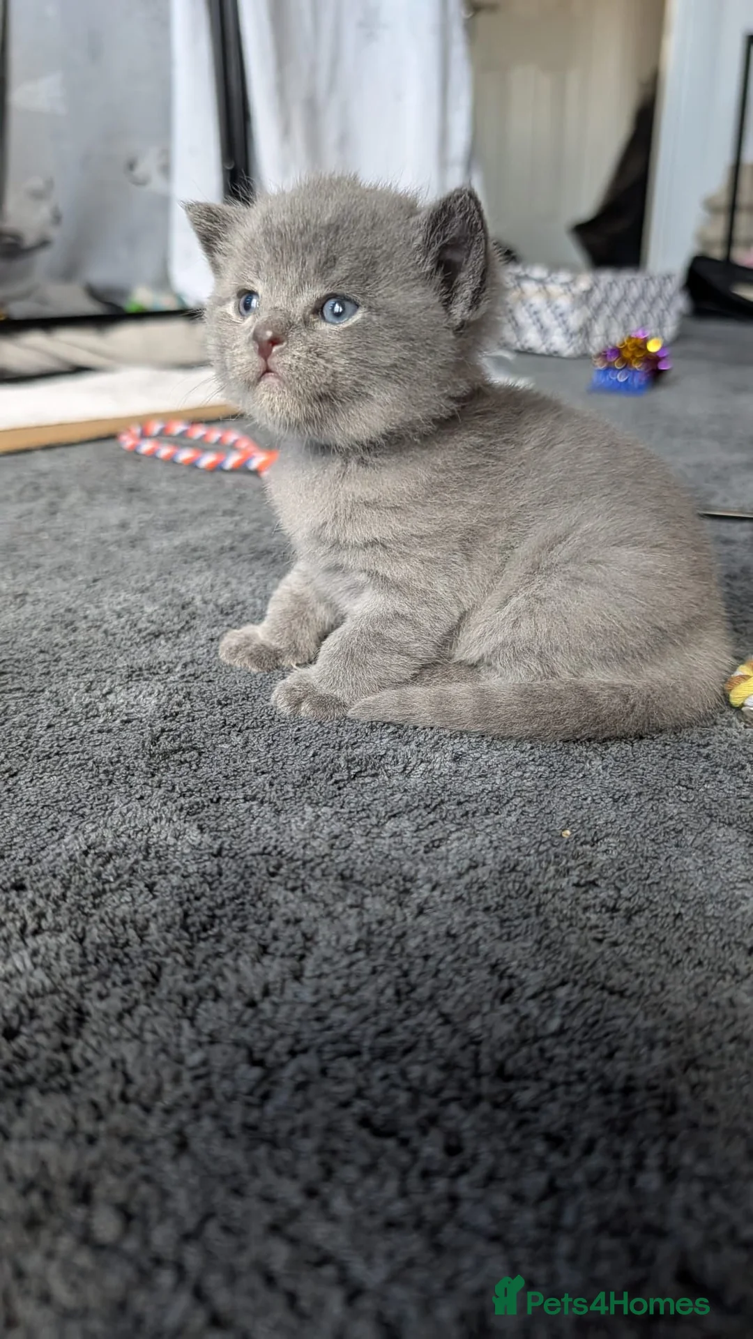 Russian Blue cats for sale: Russian blue kittens  - Advert 2