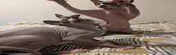 Sphynx cats for sale: *PEDIGREE SPHYNX* TICA REGISTERED *DNA HCM4 CLEAR* - Advert 7