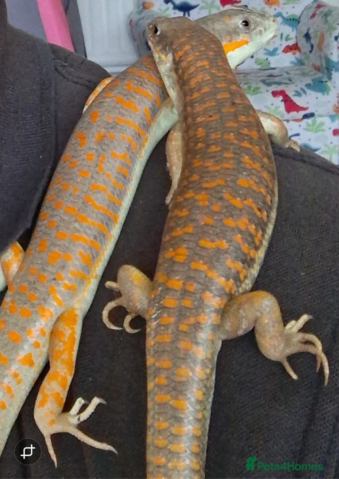 Skink reptiles for sale: Breeding pair of Berber/Schneider skinks - Advert 1