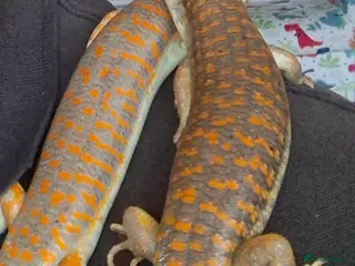 Skink reptiles Breeding pair of Berber/Schneider skinks - Advert 1