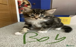 Mixed Breed cats for sale: Big fluffy kittens for sale part Maine coon - Image 7