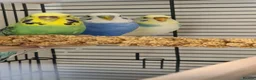 Budgerigars birds for sale: Beautiful budgies looking for a loving Home  in Aylesbury - Advert 2