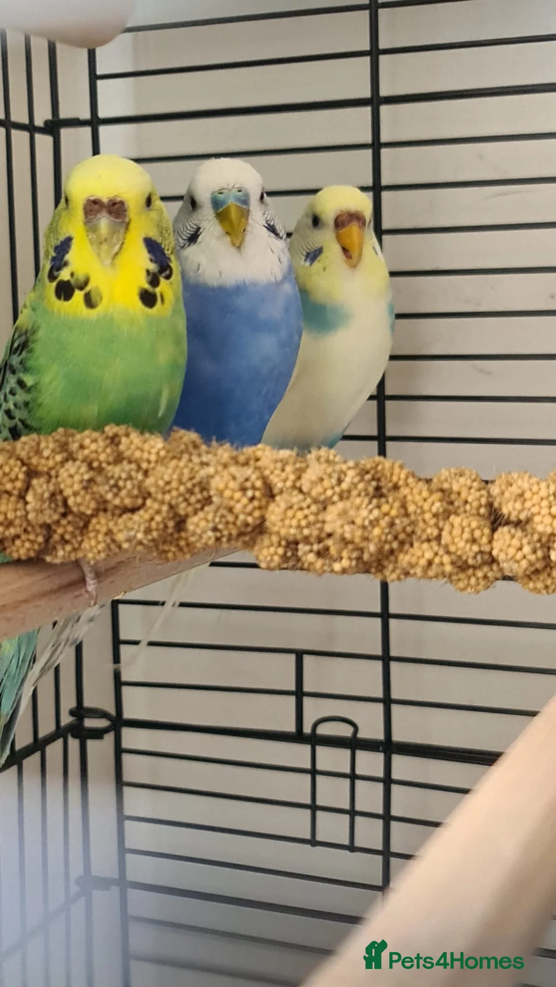 Budgerigars birds for sale: Beautiful budgies looking for a loving Home  in Aylesbury - Advert 2