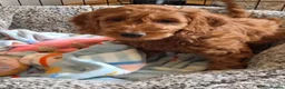 Cavapoo dogs for sale: 1 Gorgeous Cavapoo puppy remaining F1 - Advert 3