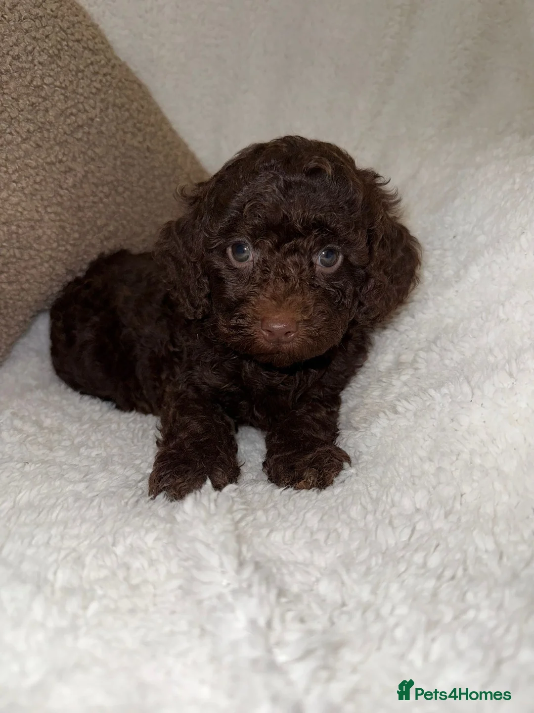 Miniature Poodle dogs for sale: Stunning Chocolate Miniature Poodles - Advert 3