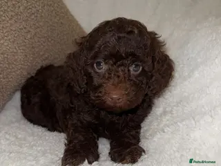 Miniature Poodle dogs 🩷🩷Stunning Chocolate Miniature Poodles🩷🩷 - Advert 18