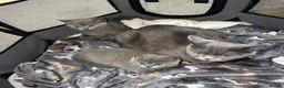 British Shorthair cats for sale: British shorthair blue  - Advert 15
