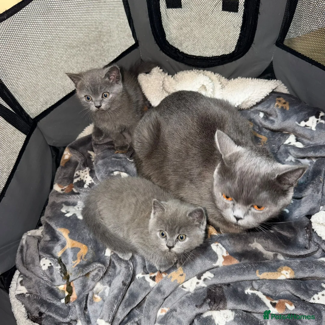 British Shorthair cats for sale: British shorthair blue  - Advert 15