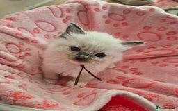 Ragdoll cats for sale: Beautiful Ragdoll Kittens, GCCF & Tica Registered - Image 17