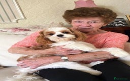 Cavalier King Charles Spaniel dogs for stud: Extensively Health Tested Cavalier King Charles Sp in Mansfield - Image 20