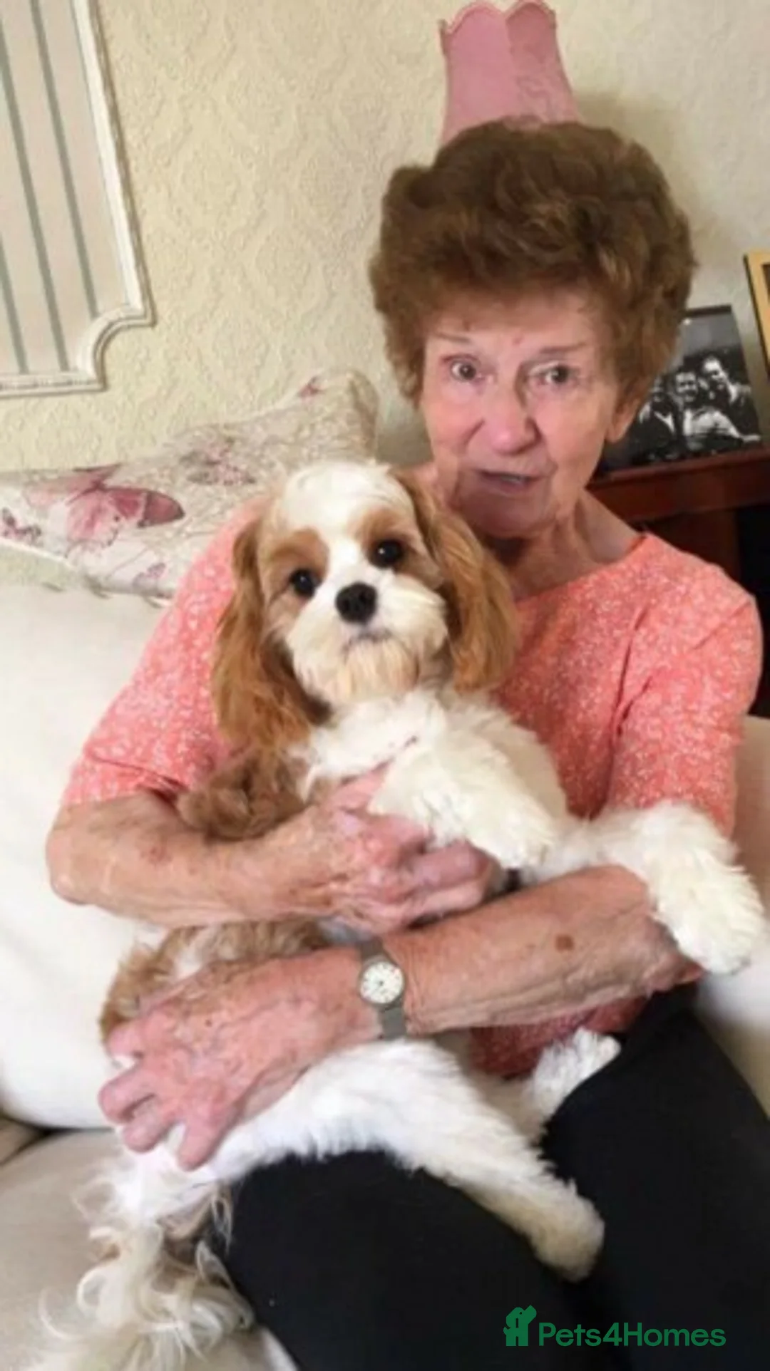 Cavalier King Charles Spaniel dogs for stud: Extensively Health Tested Cavalier King Charles Sp in Mansfield - Advert 20