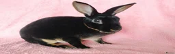Rex rabbits for sale: Mini rex for sale  - Advert 3