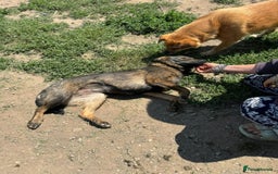 Mixed Breed dogs for adoption: Meet Lovely little LOTTIE! she needs a Loving Home - Image 7