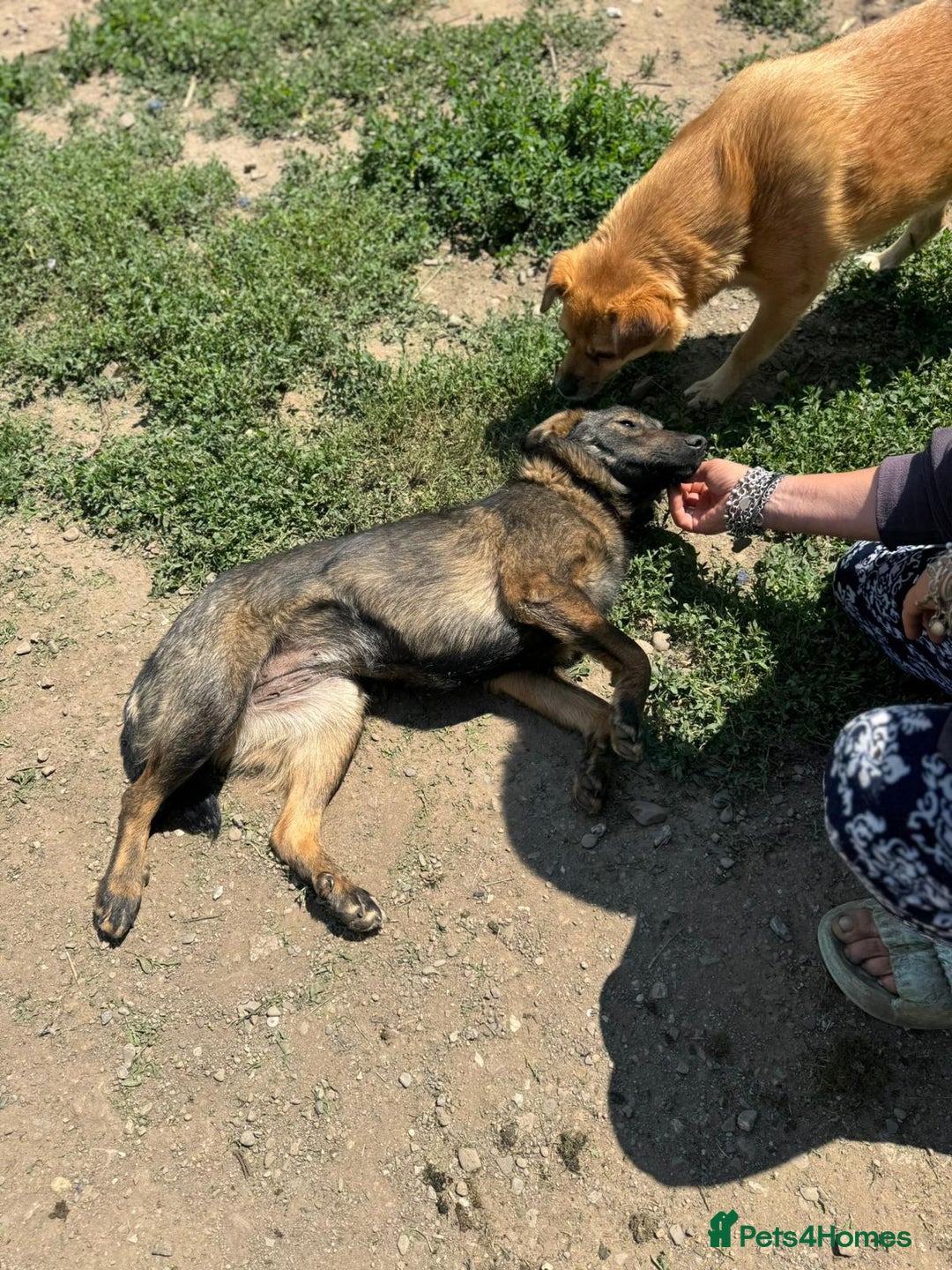 Mixed Breed dogs for adoption: Meet Lovely little LOTTIE! she needs a Loving Home - Image 7