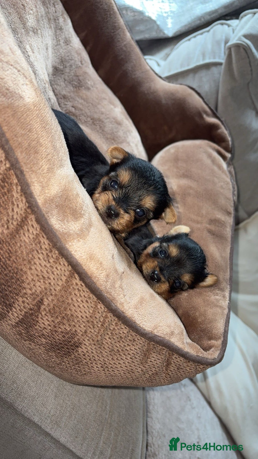 Yorkshire Terrier dogs for sale: Yorkshire terrier puppy’s  - Advert 20