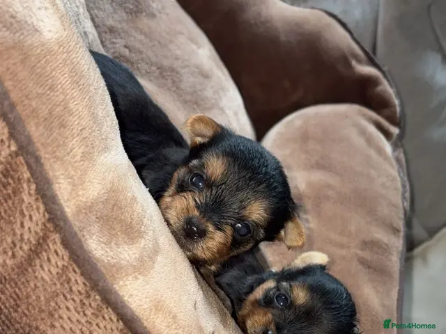 Yorkshire Terrier dogs for sale: Yorkshire terrier puppy’s - Advert 20