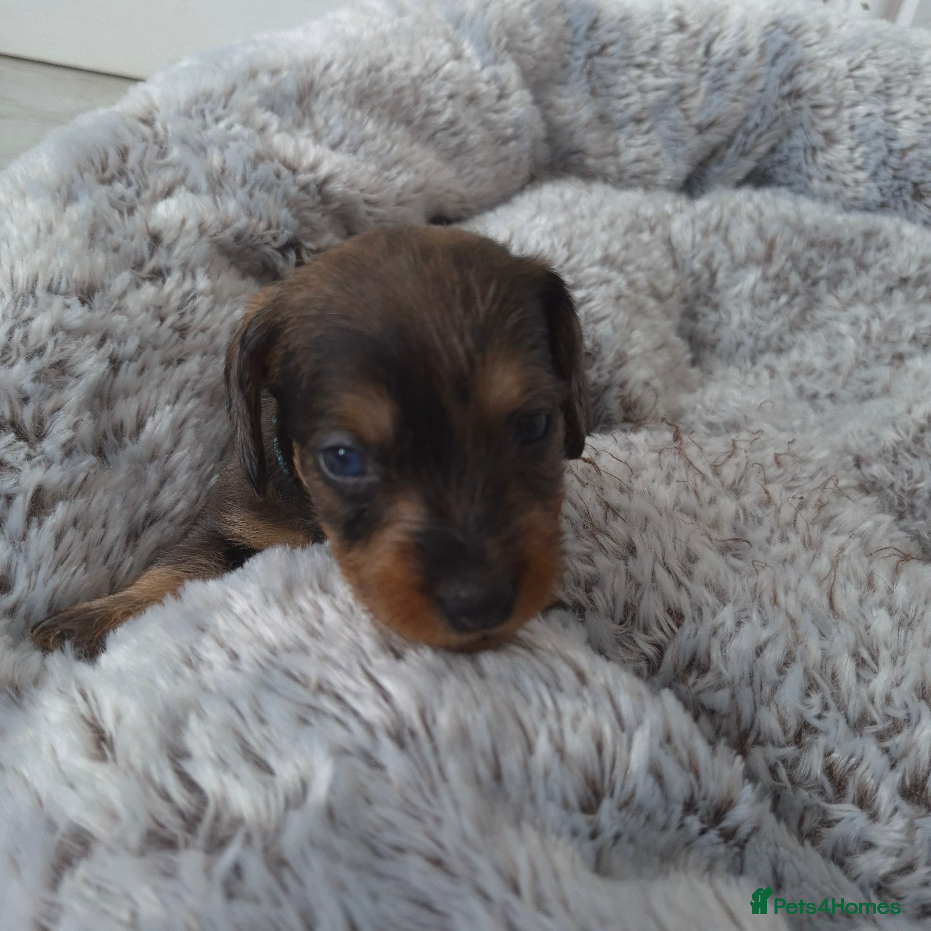 Miniature Dachshund dogs Miniature wire dachshund puppies - Advert 2