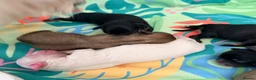 Mixed Breed dogs for sale: Malchi puppies in Bathgate - Advert 4