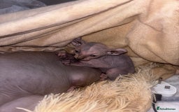 Sphynx cats for sale: Half Elf sphynx  - Image 9