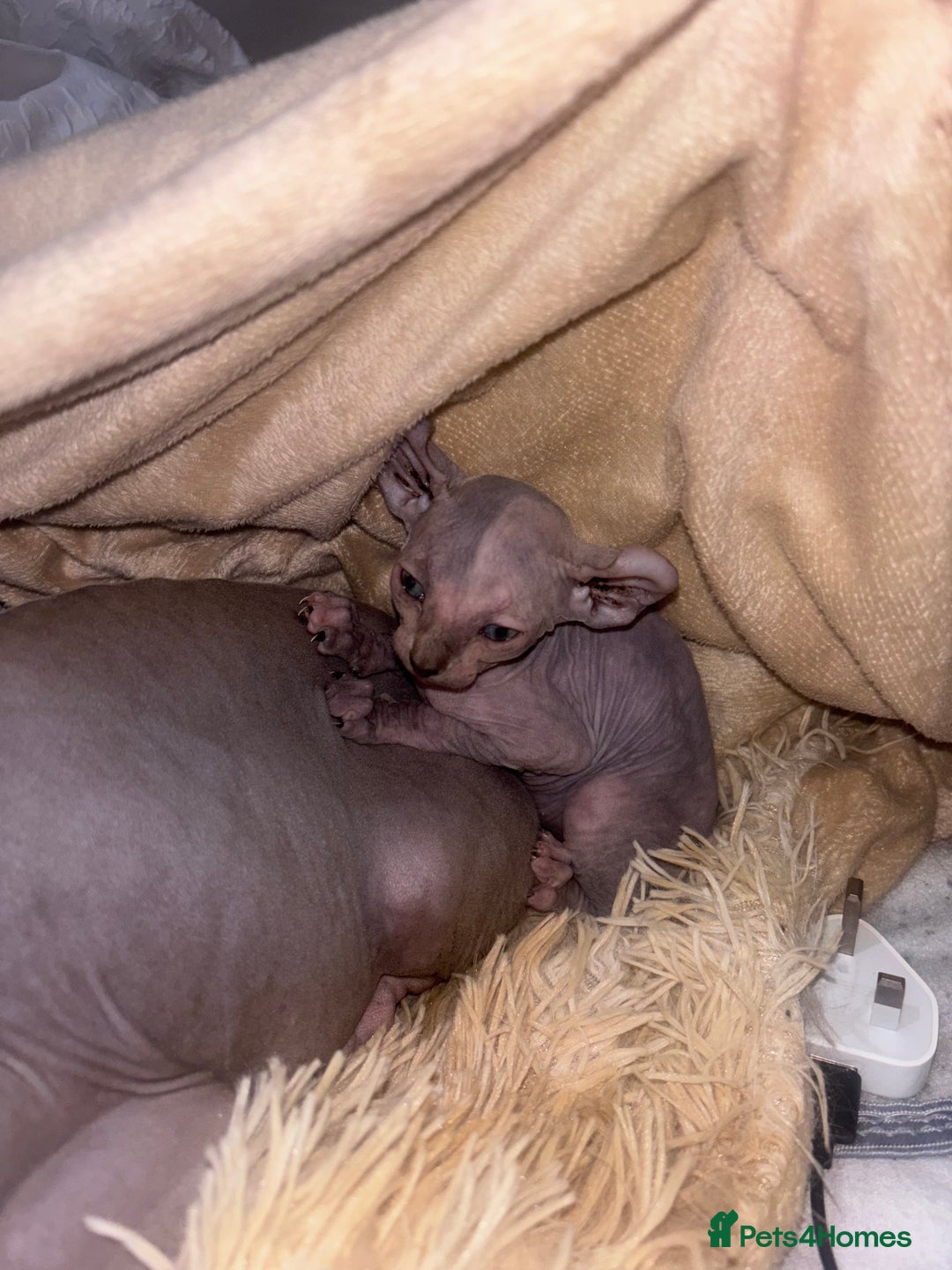 Sphynx cats for sale: Half Elf sphynx  - Image 9