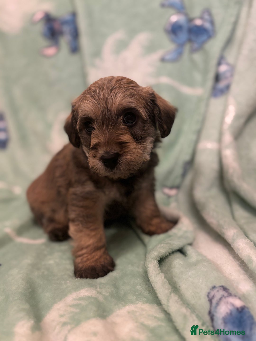 Mixed Breed dogs for sale: Westiepoo puppies - Advert 27