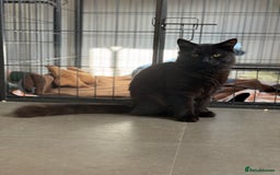 British Longhair cats for sale:  British longhair kittens 3 male 1 female  - Image 34