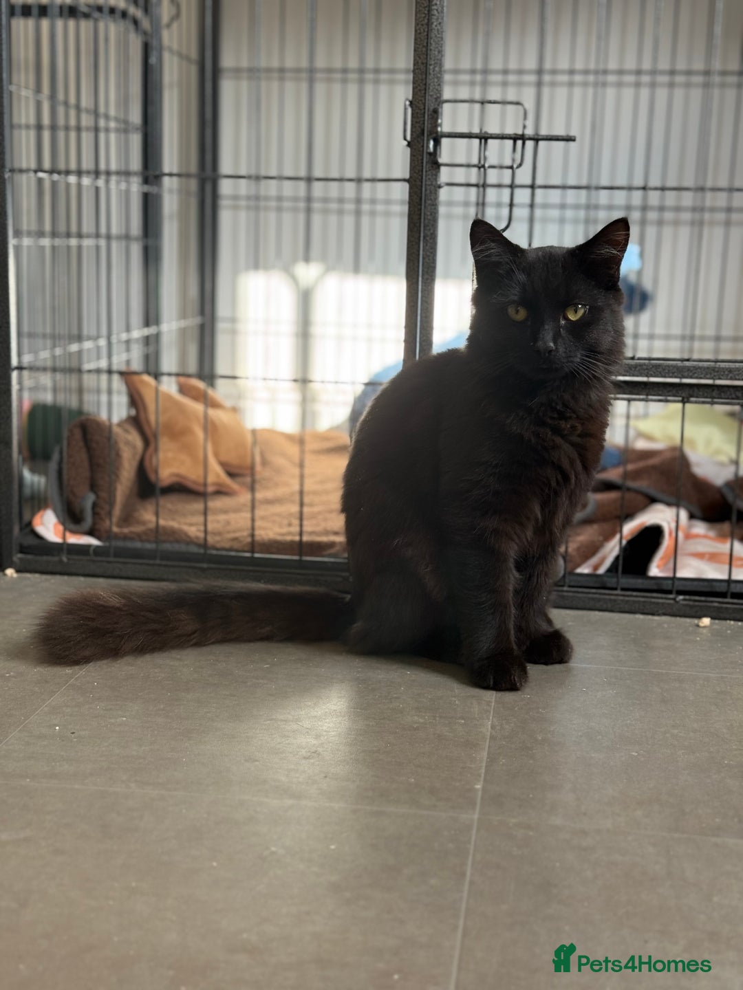 British Longhair cats for sale:  British longhair kittens 3 male 1 female  - Image 34