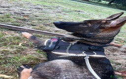 German Shepherd dogs for sale: Sable German shepherd for sale - Image 3