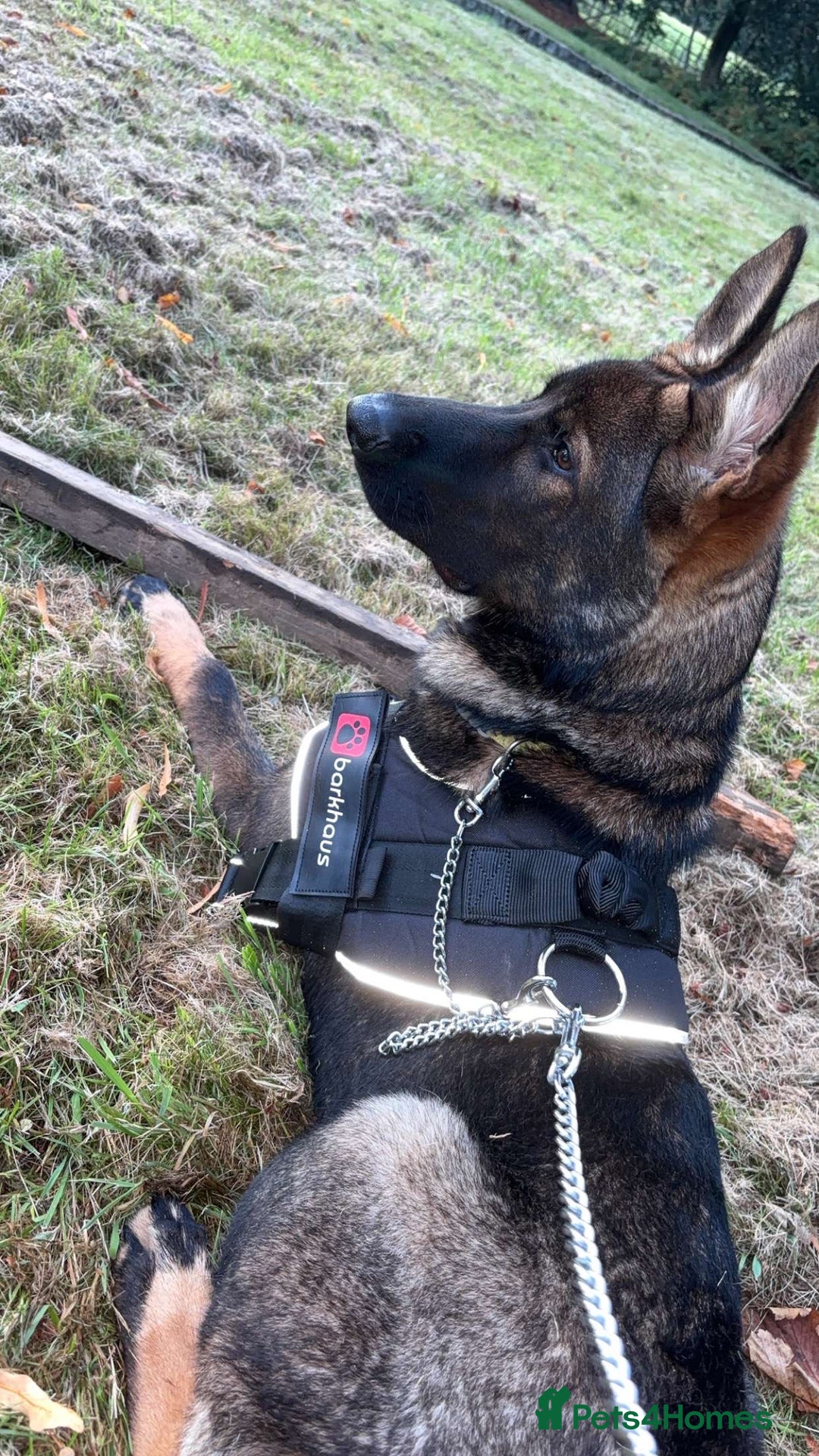 German Shepherd dogs for sale: Sable German shepherd for sale - Image 3