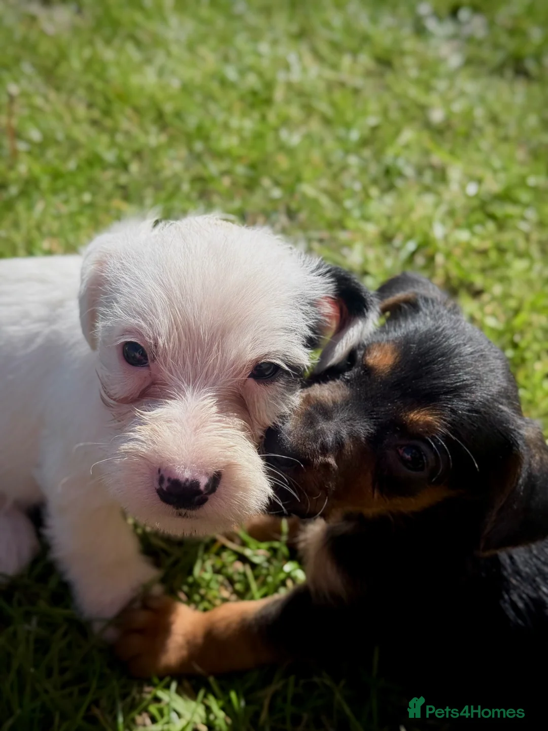 Mixed Breed dogs for sale: 5stunning sealyham x bedlington boys🩵 - Advert 1