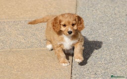 Cavapoo dogs for sale: F1 Cavapoo puppies for sale - Image 24