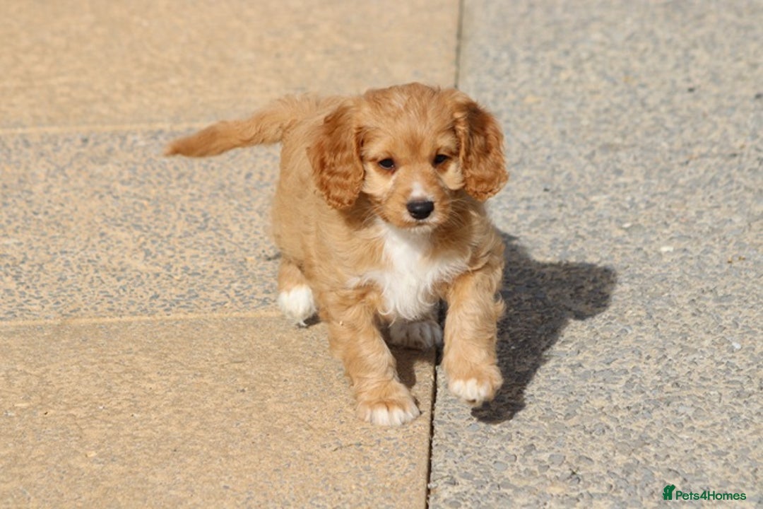 Cavapoo dogs for sale: F1 Cavapoo puppies for sale - Image 24