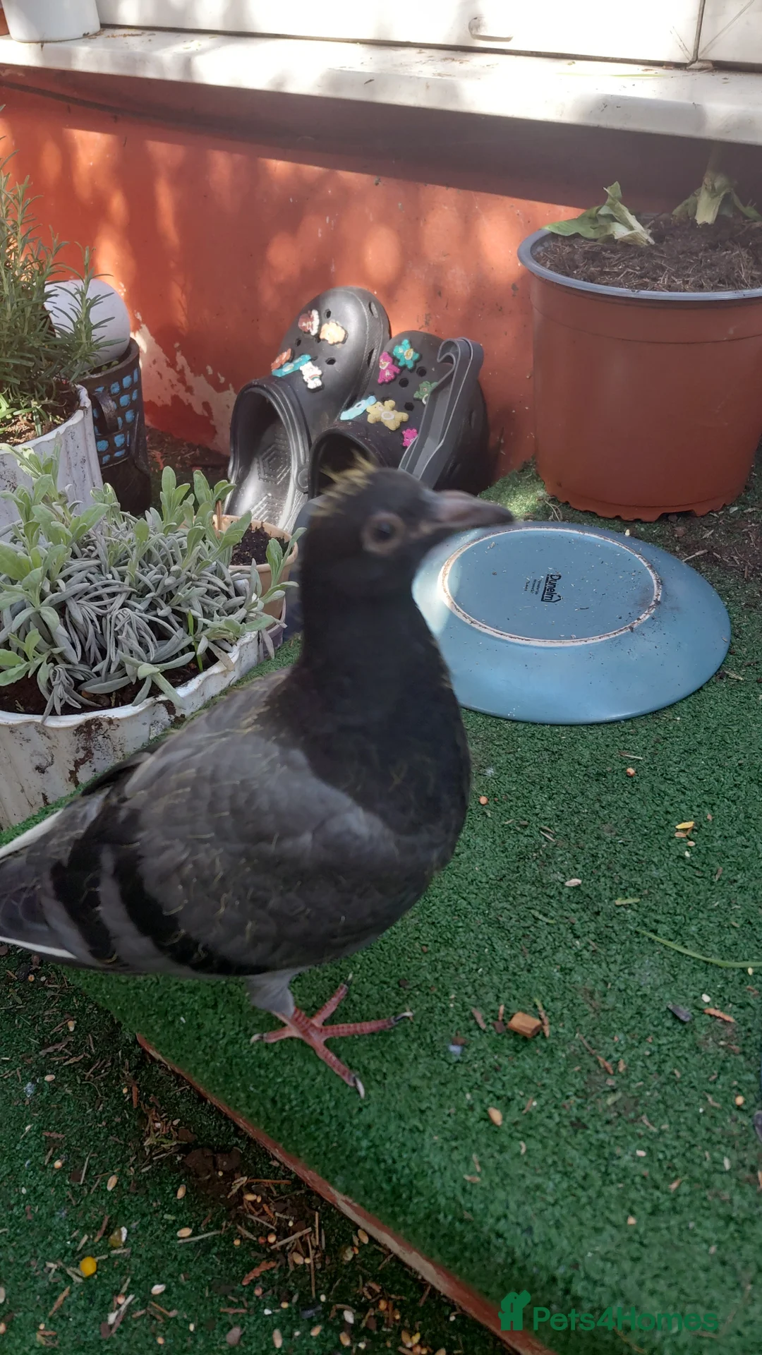 Pigeons birds for sale: 4 weeks old A Pretty little pigeon (free) - Advert 2