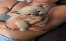 Ragdoll cats for sale: Rag doll kittens for sale 2 boys 1 girl  - Image 9