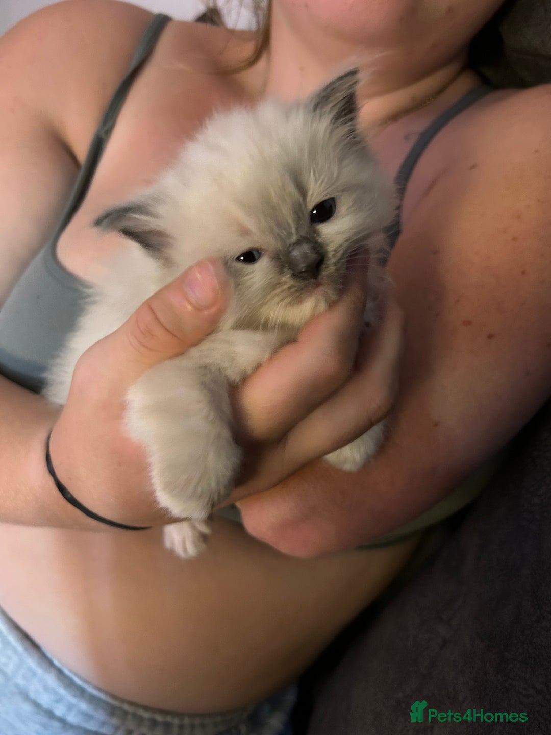 Ragdoll cats for sale: Rag doll kittens for sale 2 boys 1 girl  - Image 9