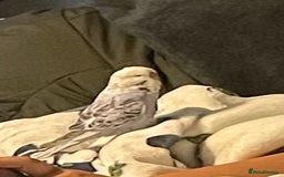 Budgerigars birds for sale: 2 budgies and cage with stand  - Image 4