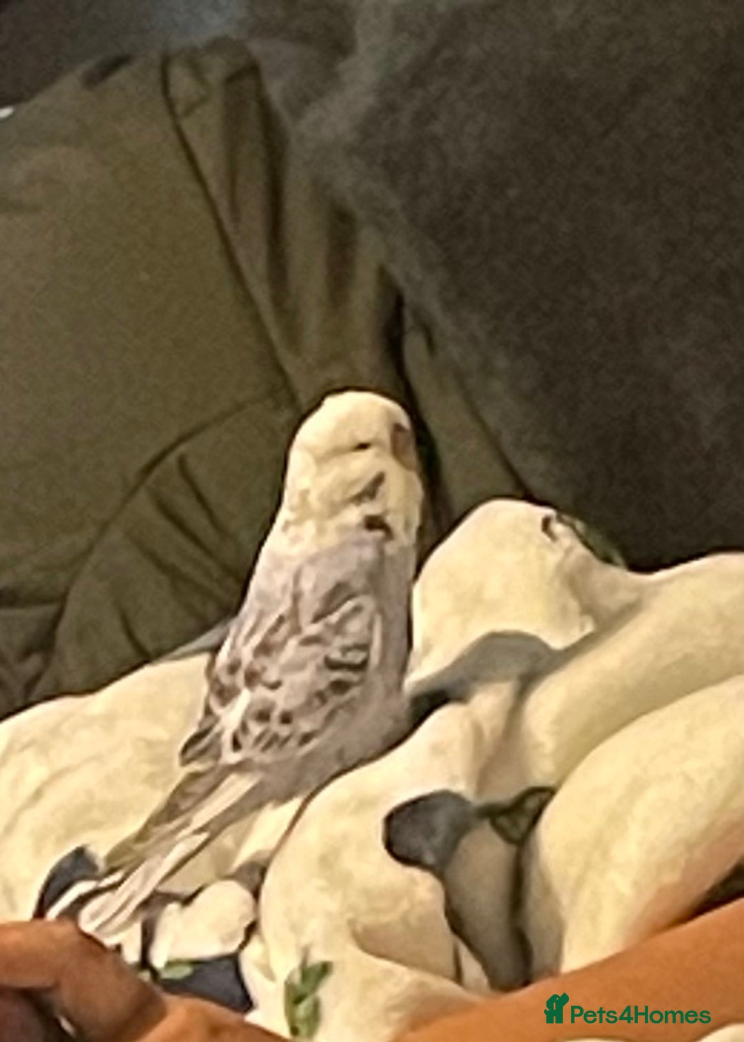Budgerigars birds for sale: 2 budgies and cage with stand  - Image 4