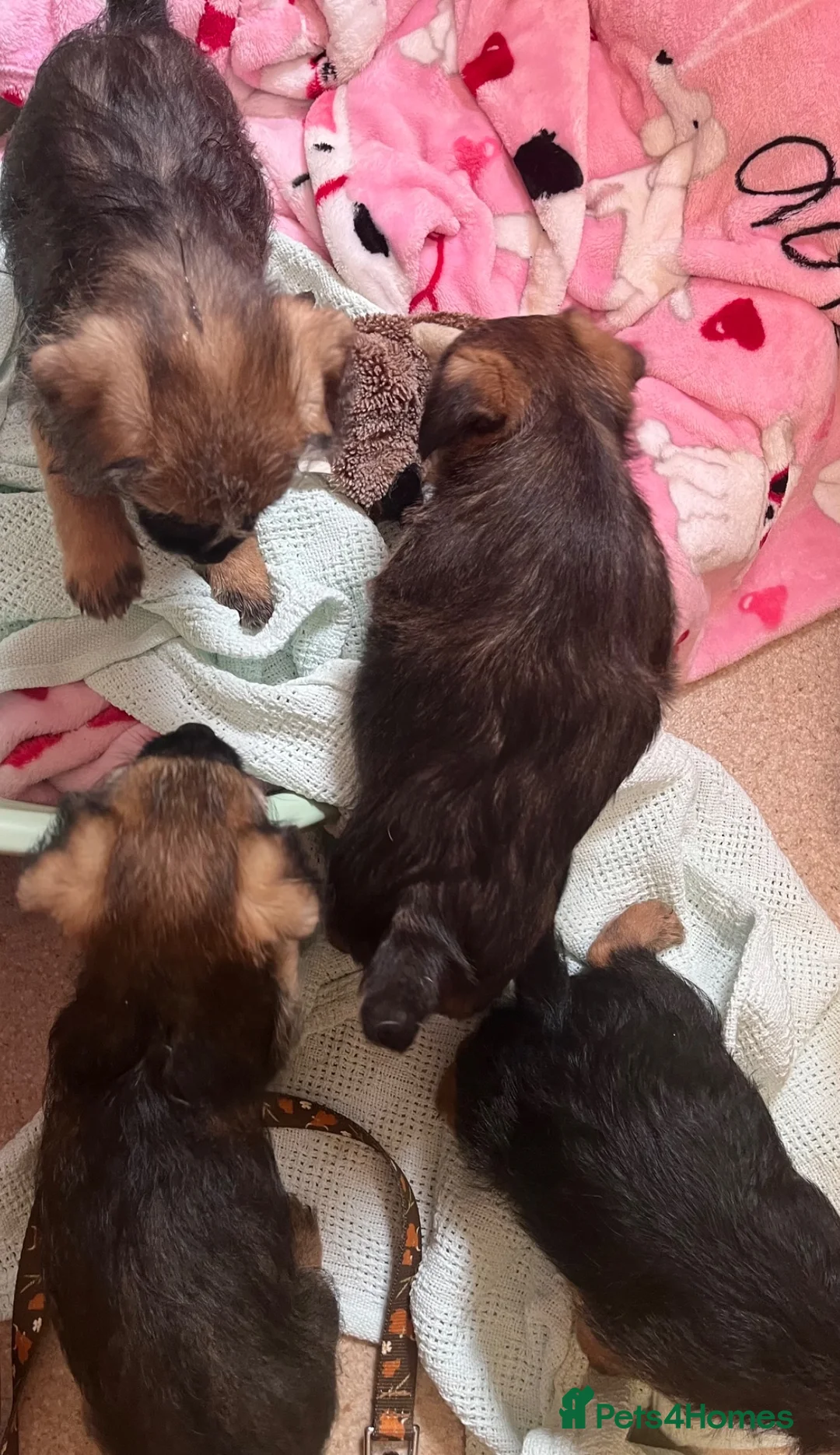 Border Terrier dogs for sale: Border terrier girls  - Advert 11