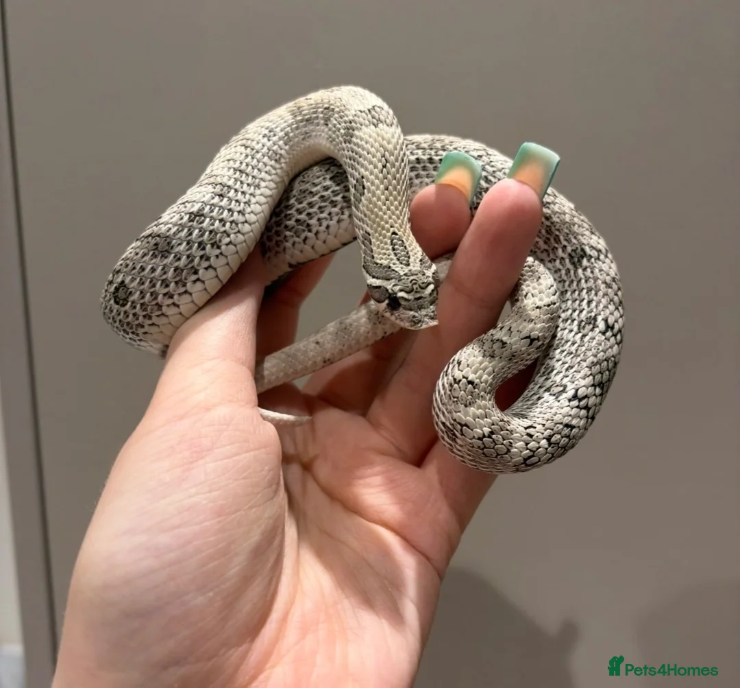 Mixed Breed reptiles for sale: Mixed reptiles for new homes  - Advert 7