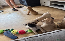 Bullmastiff dogs for sale: Bullmastiff puppies - Image 2