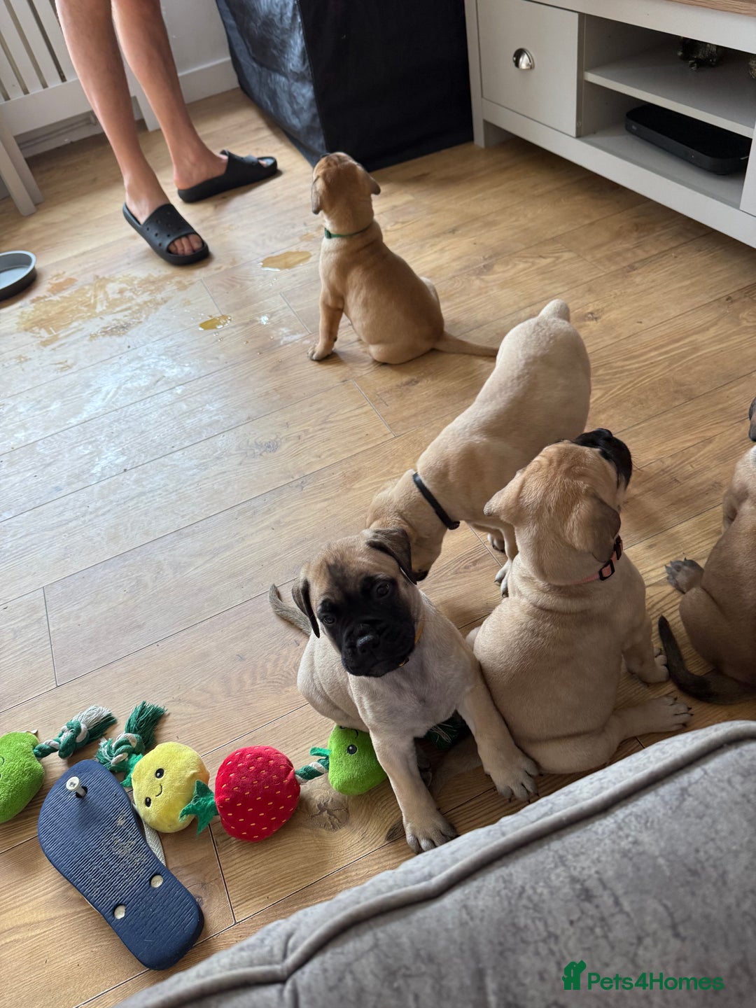 Bullmastiff dogs for sale: Bullmastiff puppies - Image 2