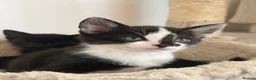 Mixed Breed cats for sale: Beautiful kittens for sale - Advert 4