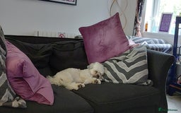 Lhasa Apso dogs for sale: Lhasa Apso 10 months old female - Image 2