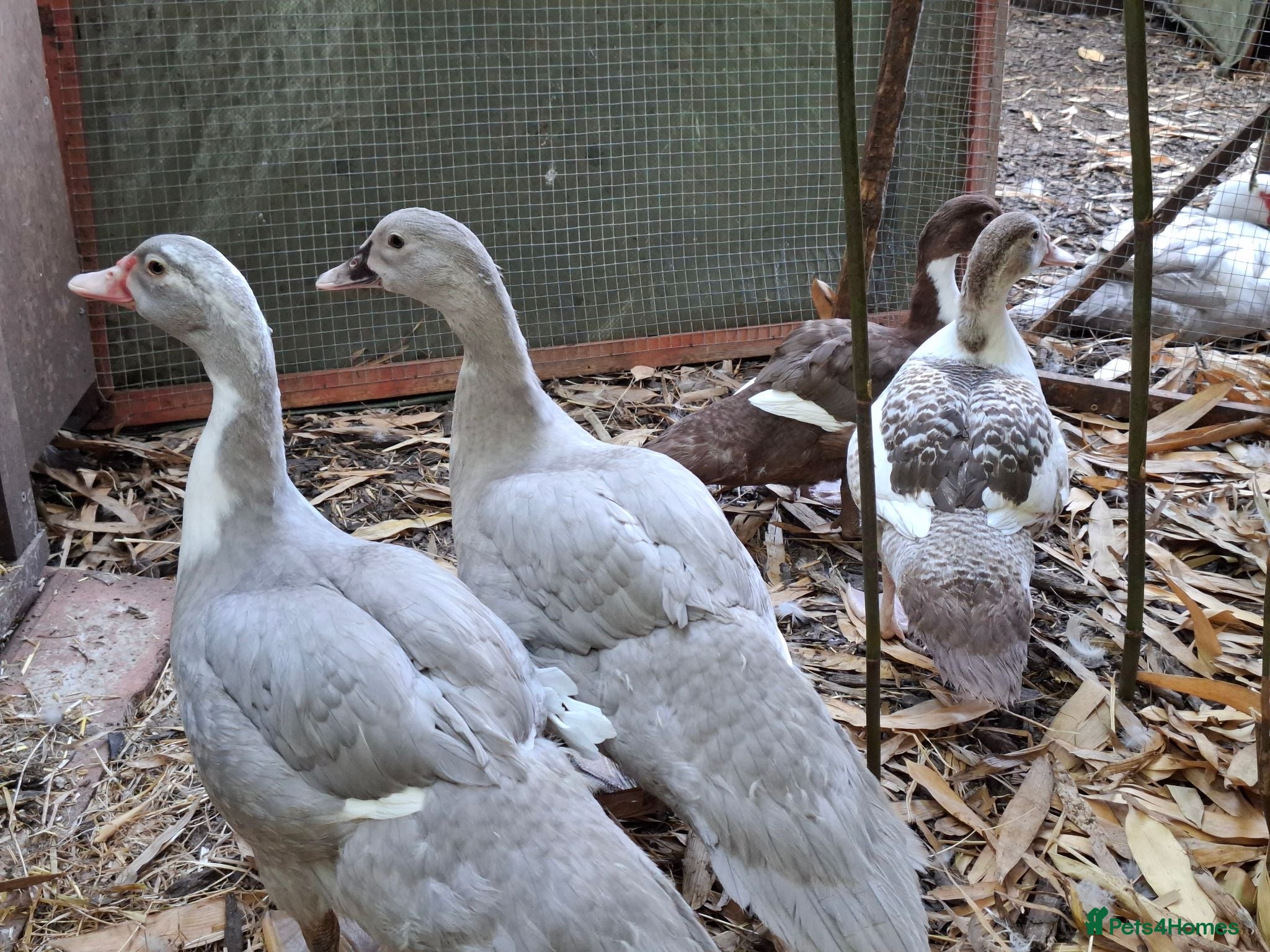 Ducks poultry Pairs of Muscovy ducks - Advert 2